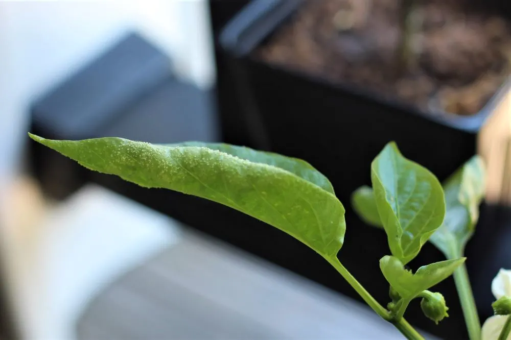 Curled Leaf Plant Edema