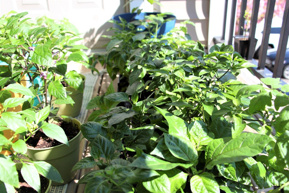 Hardening Off Pepper Plants