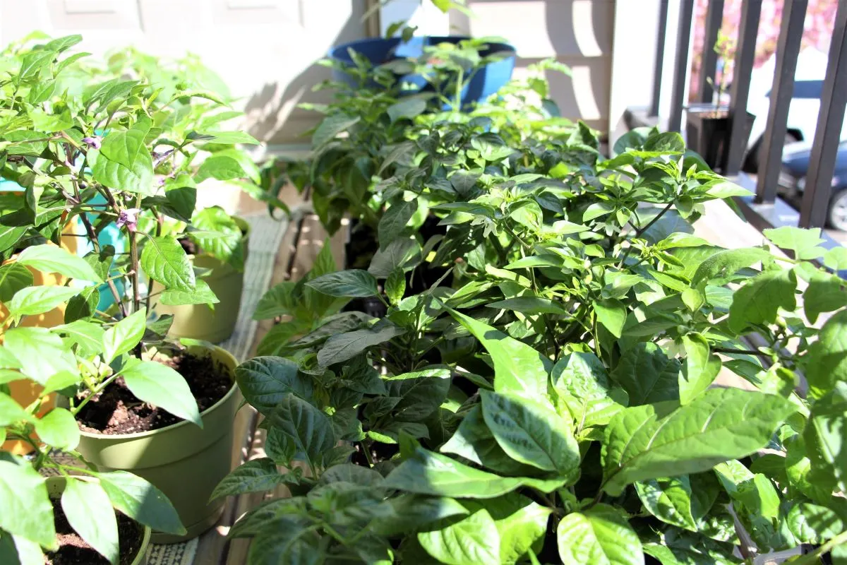 Hardening Off Pepper Plants