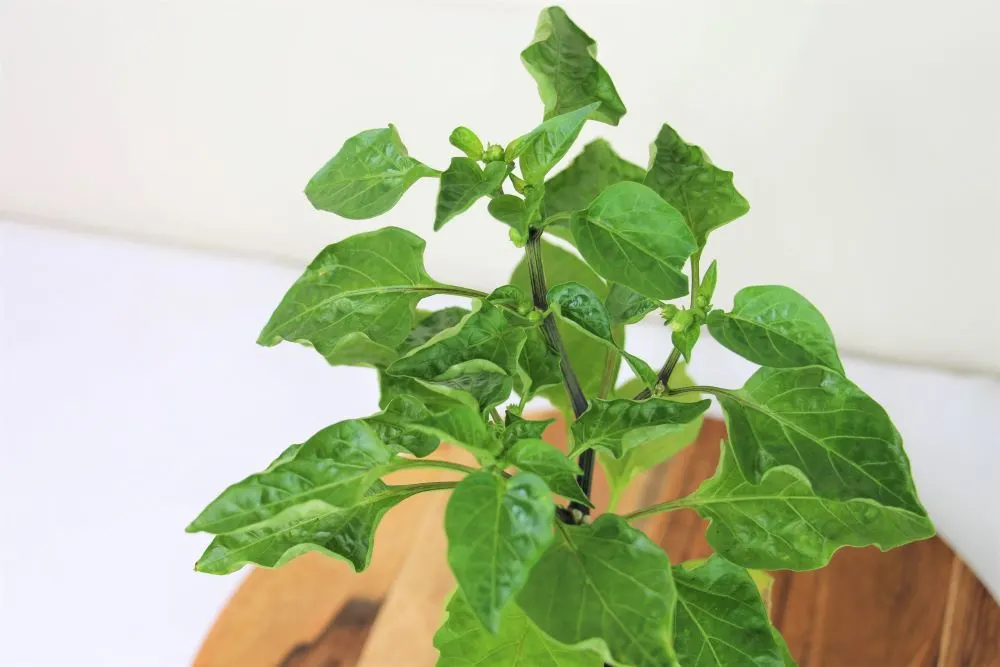 Pepper Plant Leaves Curling