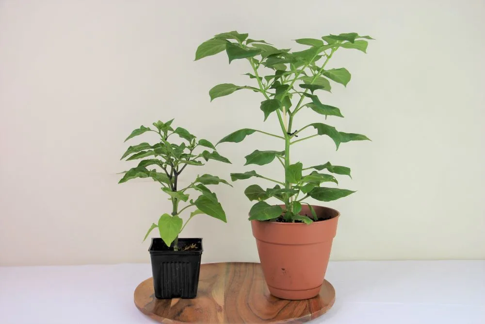 Pepper Plant Pot Sizes