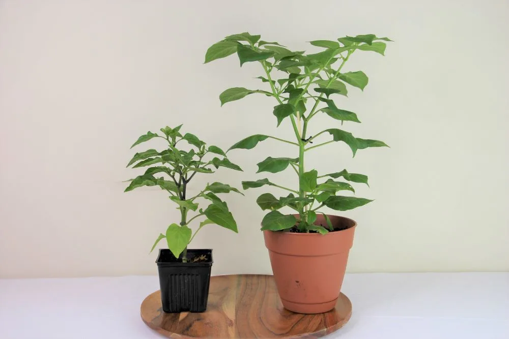 Root Bound Tomato Plants  Signs & Fixes - Farm to Jar