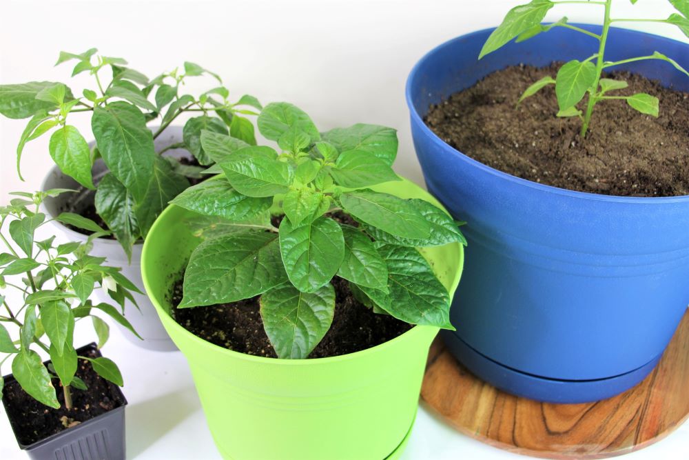 jalapeno seedlings