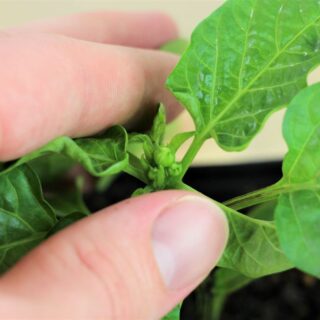 Picking Pepper Flowers