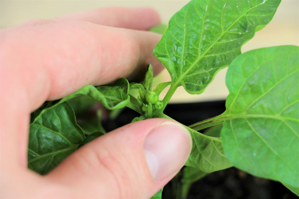 Picking Pepper Flowers