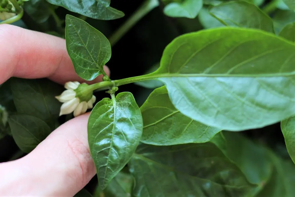 Pepper Plant Pollen