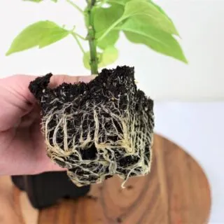 Root Bound Pepper Plant
