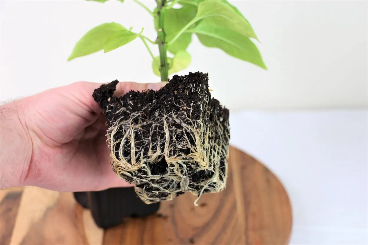 Root Bound Pepper Plant