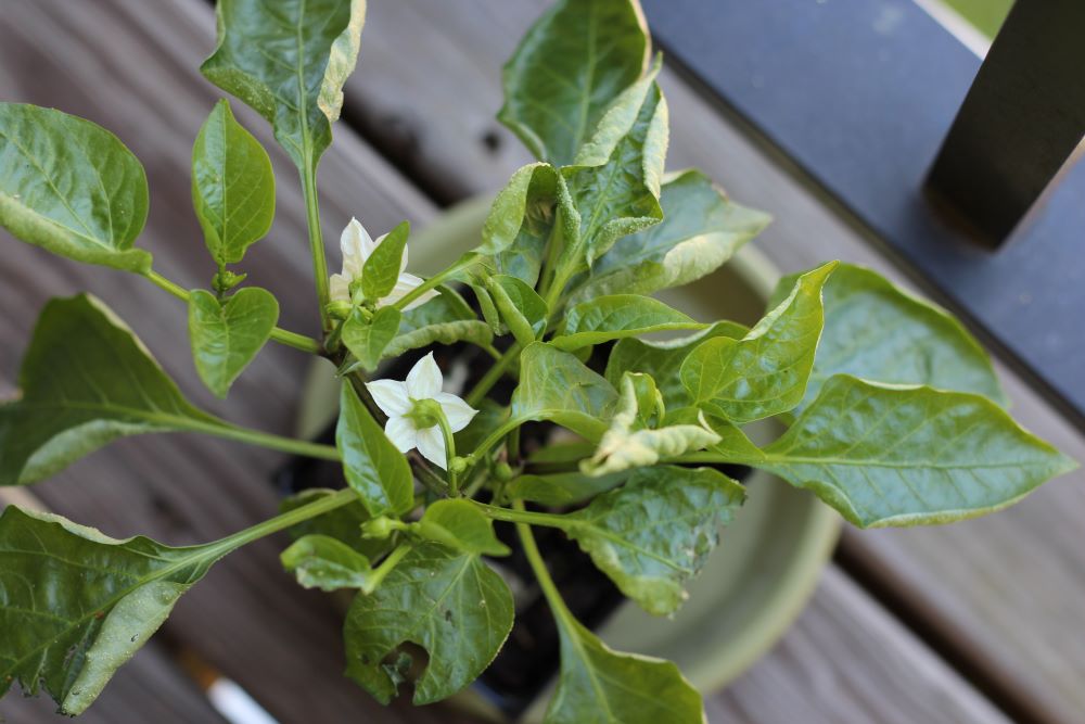 bell pepper leaves