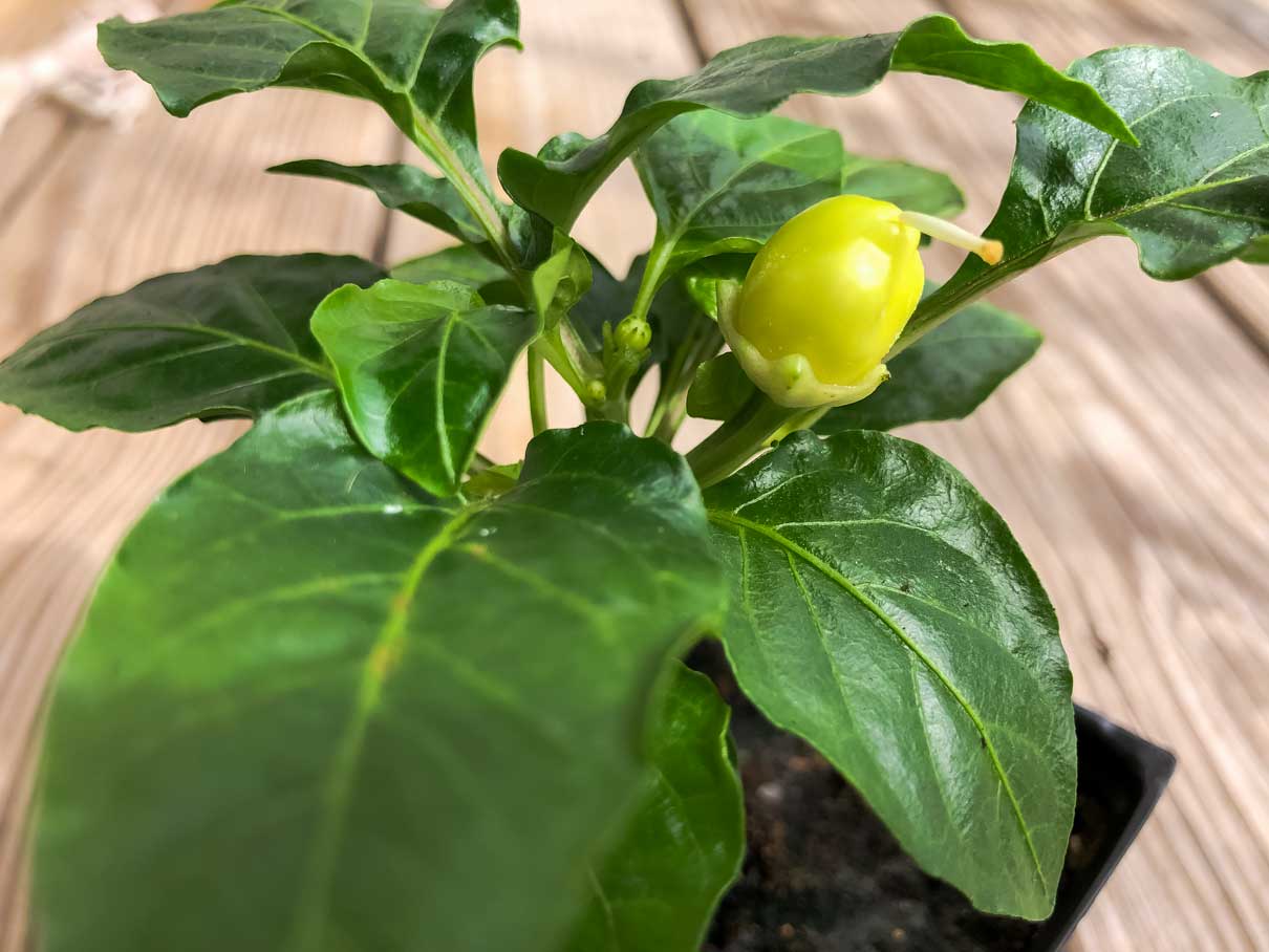 Pepper Plant Flower Buds 