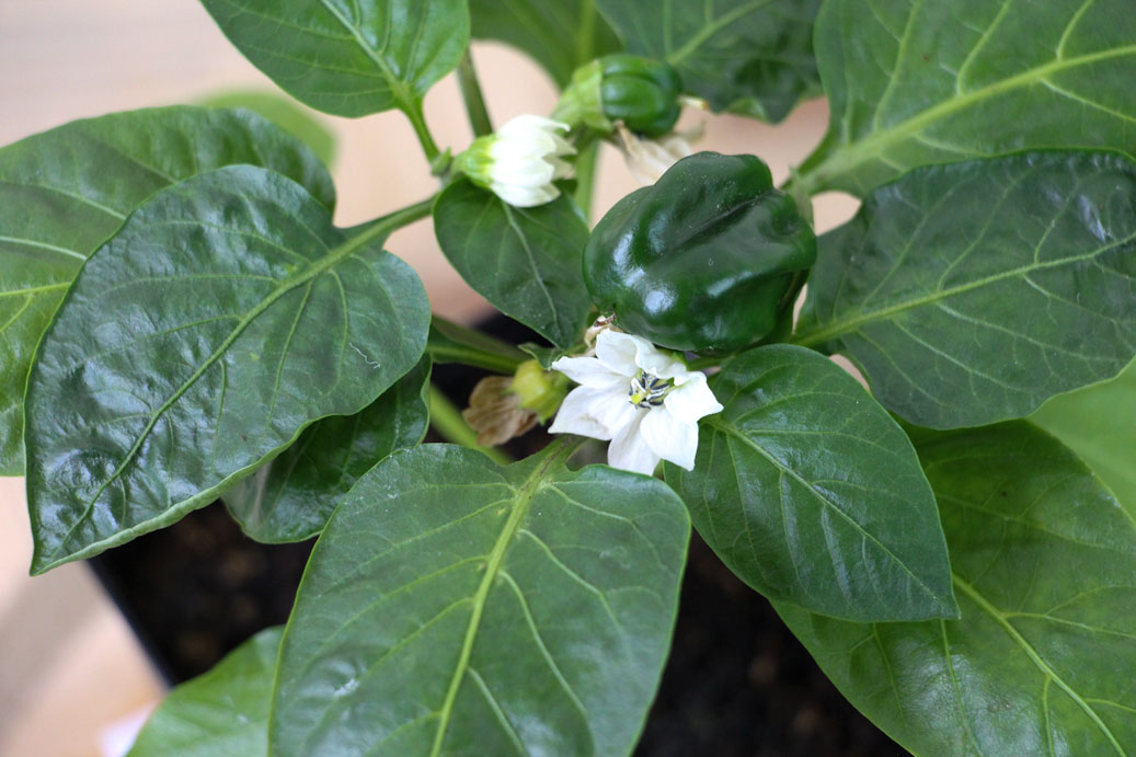 Early Bell Pepper Flowers and peppers