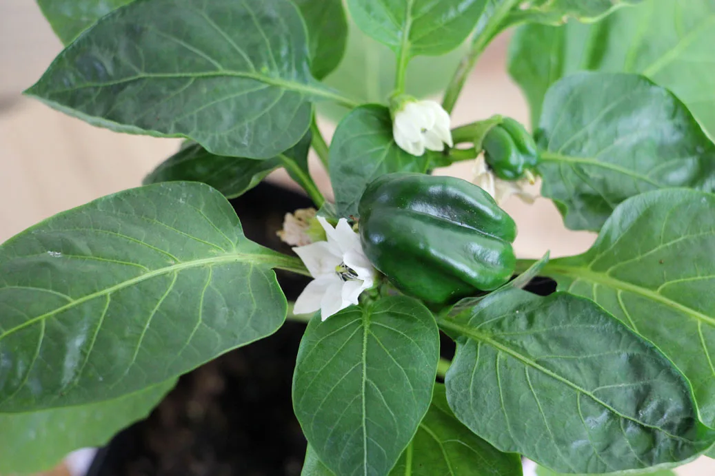 Early Pepper Plant Flowers