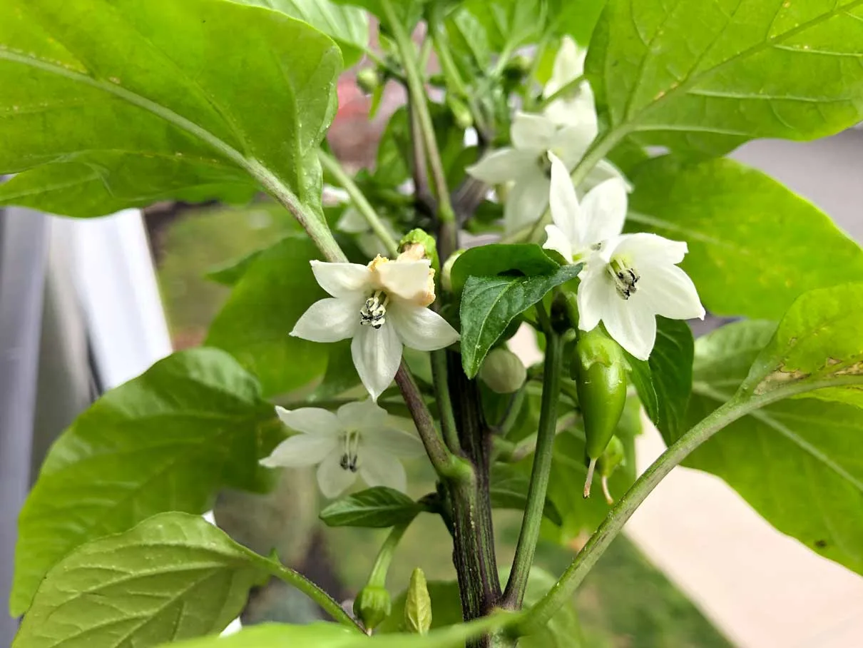 Pepper Plant Flower Buds