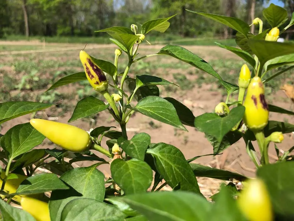Sunscald On Pepper Plants