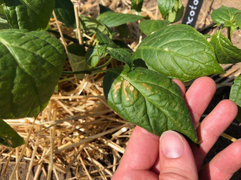 Sunscald On Pepper Plant Leaves