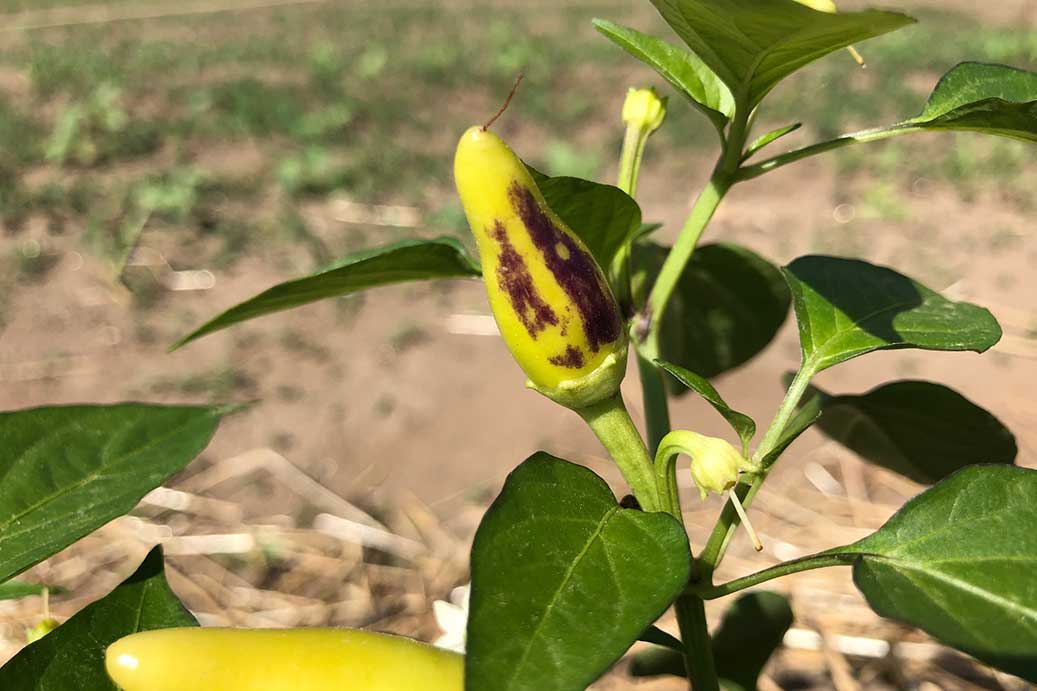 How to Prevent Sunscald on Peppers  