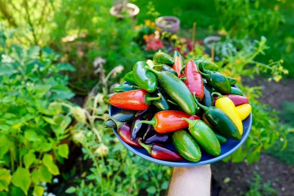 Garden Salsa Pepper, Two Live Garden Plants