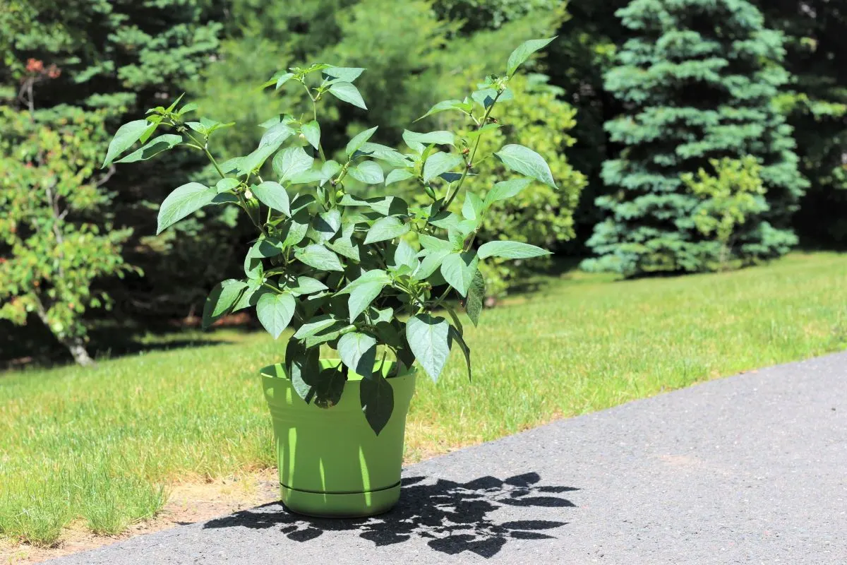 Growing Jalapeño Peppers In Pots Pepper Geek