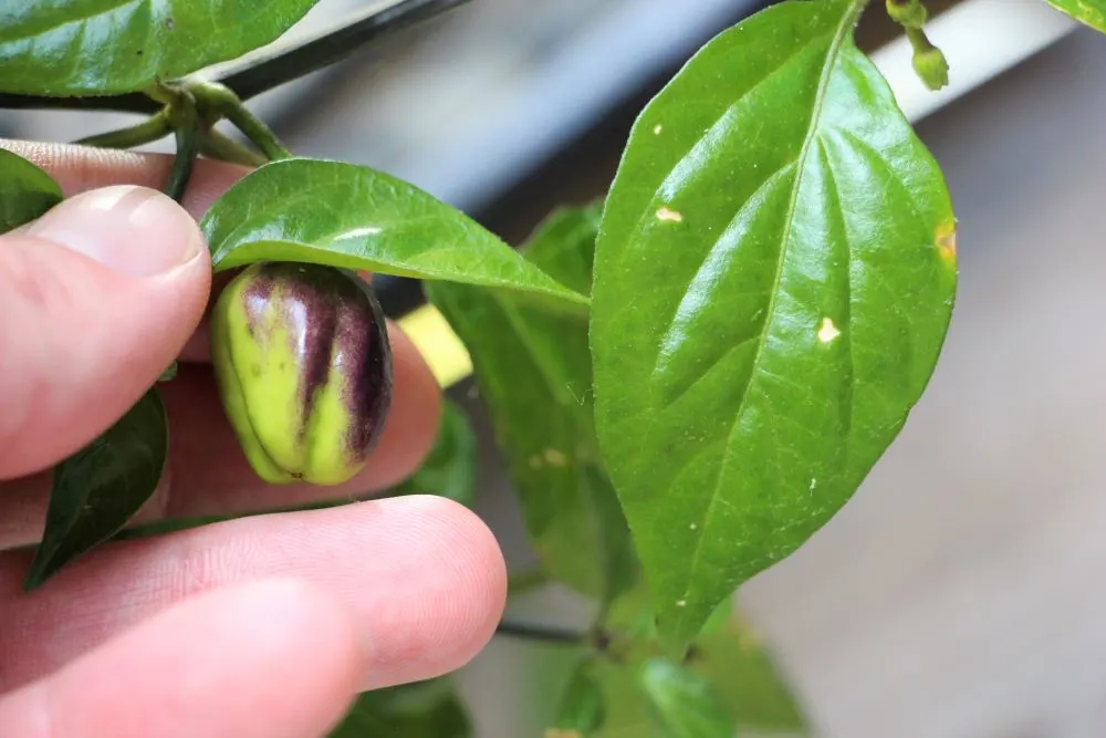 Indigo Habanero Pepper