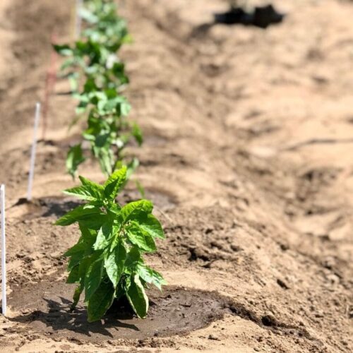 Growing Jalapeno Peppers In Pots Easy Steps Pepper Geek