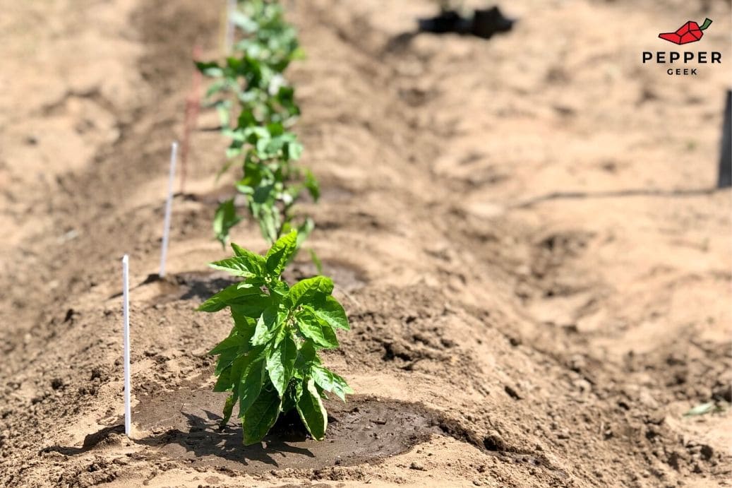 Image of Raised bed with pepper plants spaced 18 inches apart