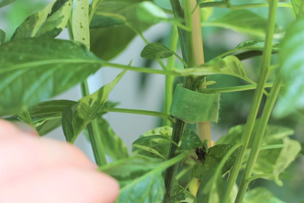 Securing staked peppers