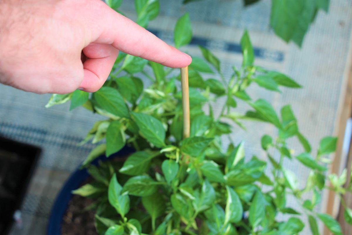 Staking Pepper Plants