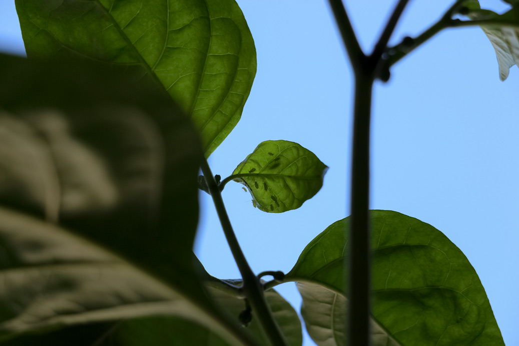Aphids on pepper plants