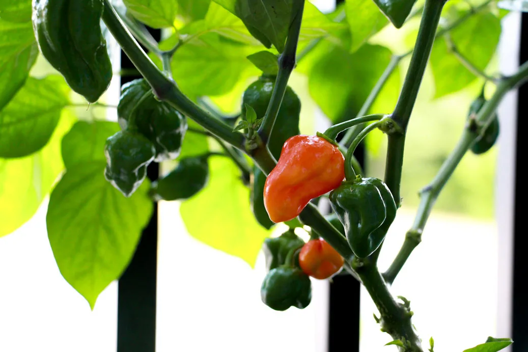 Red ghost pepper changing color on plant.