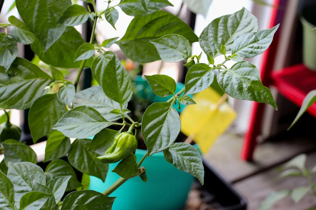 Ghost Pepper Plant