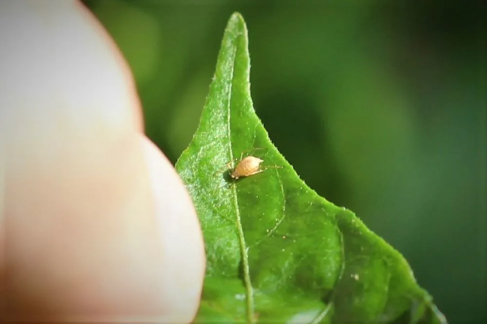 White Aphid On Pepper Plant