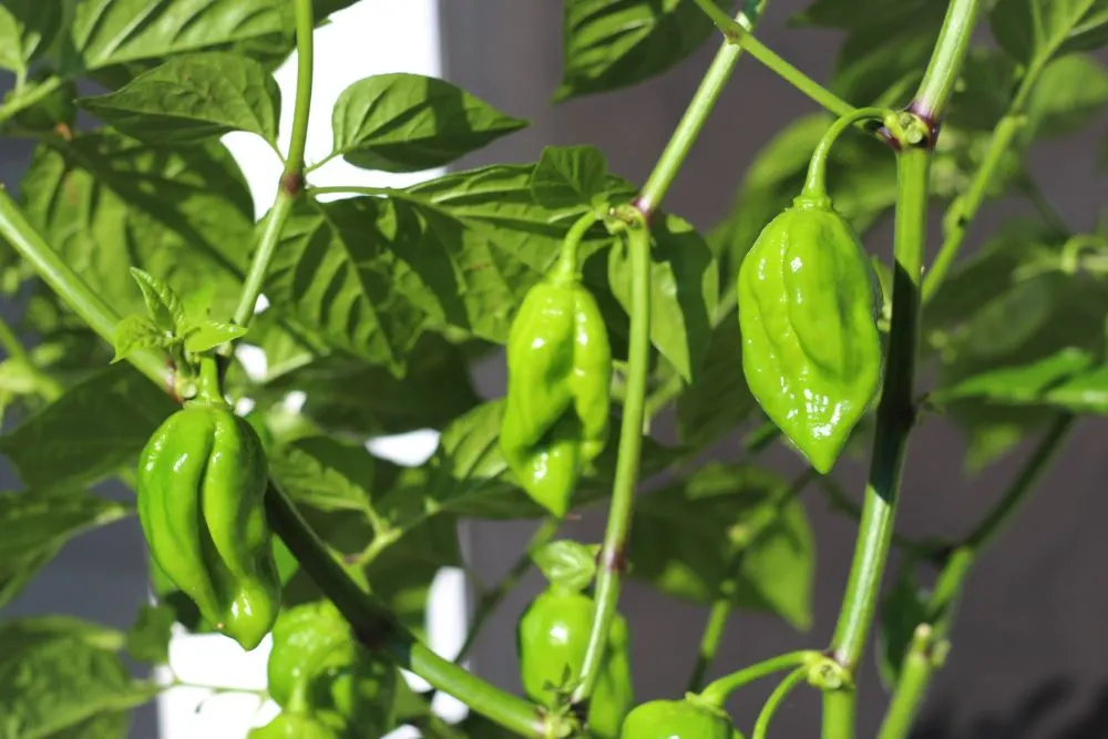 scorpion pepper plant