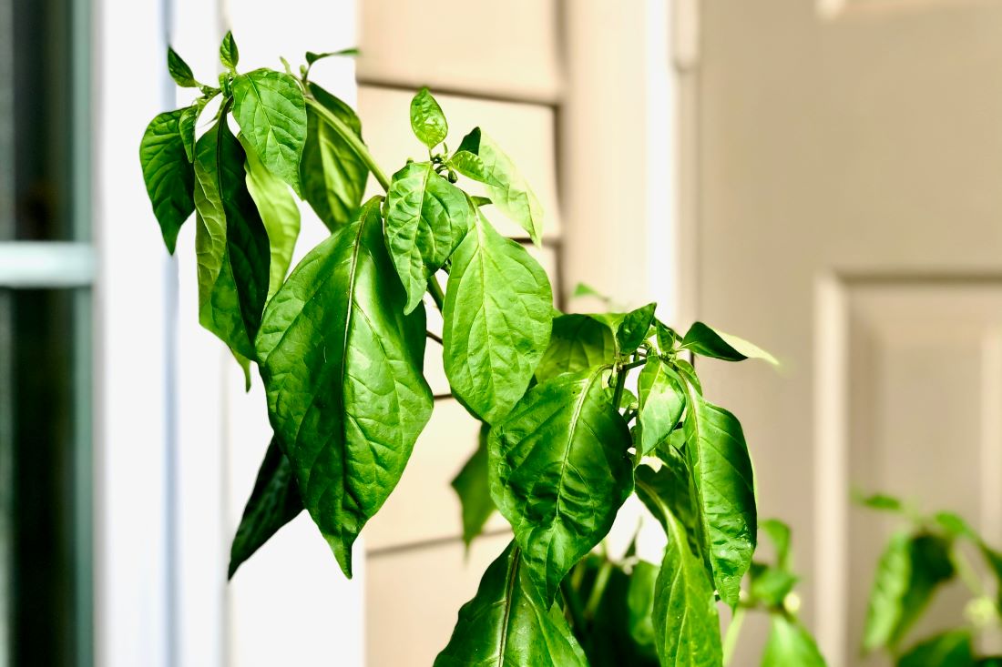 jalapeno pepper plant leaves