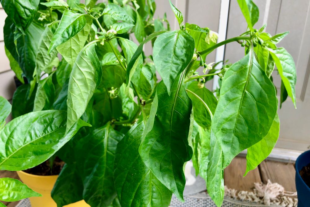 Wilting Pepper Plant Leaves