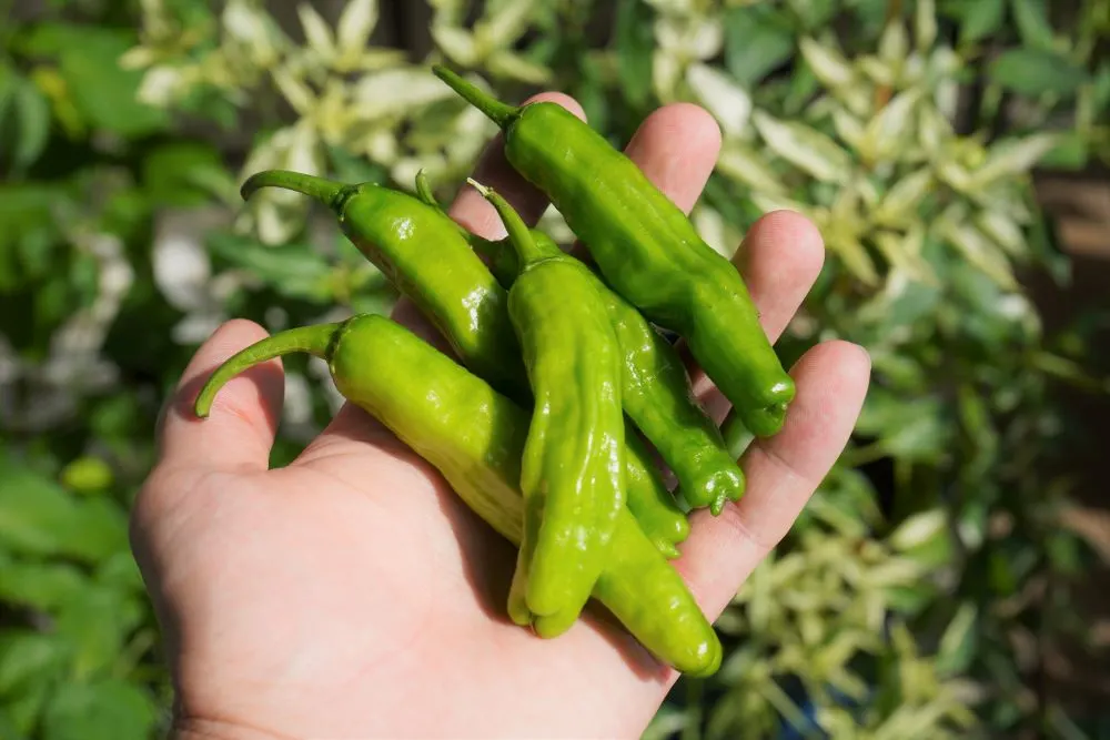 Shishito Peppers in hand