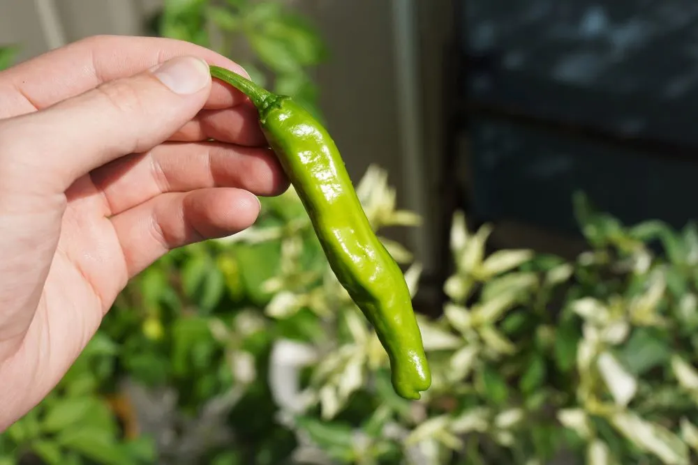 Fresh Shishito Pepper