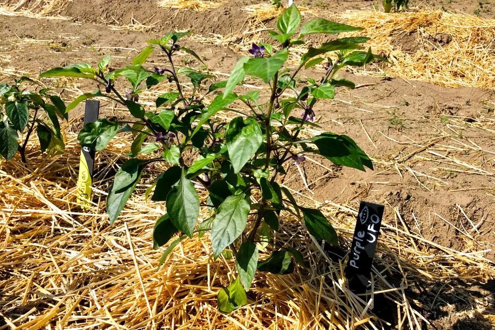 Pepper Plants Wilting What It Means And How To Fix It Pepper Geek