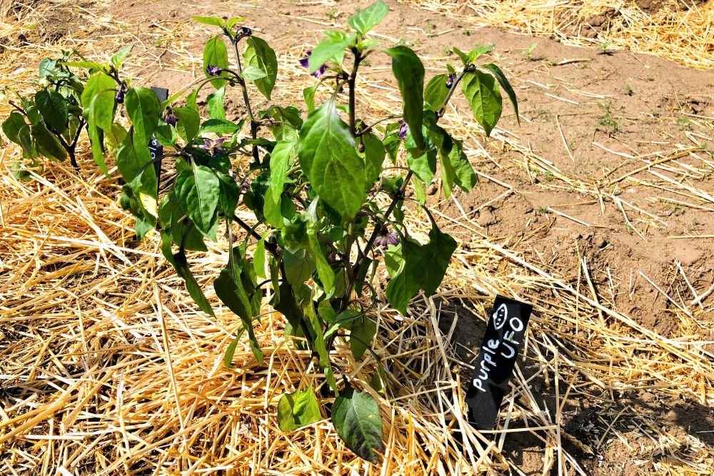 17-wilting-pepper-plants-raegantowson