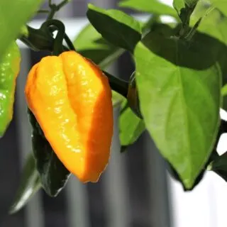 Yellow Naga Ghost Pepper