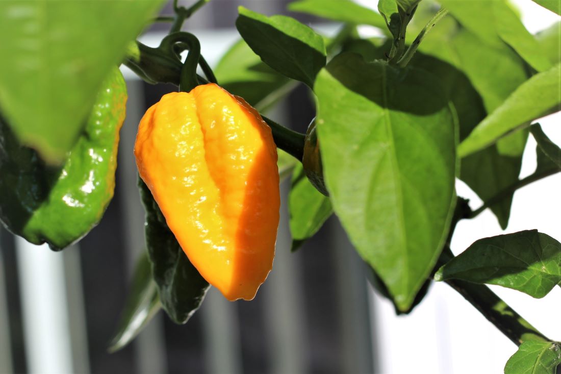 Yellow Naga Ghost Pepper