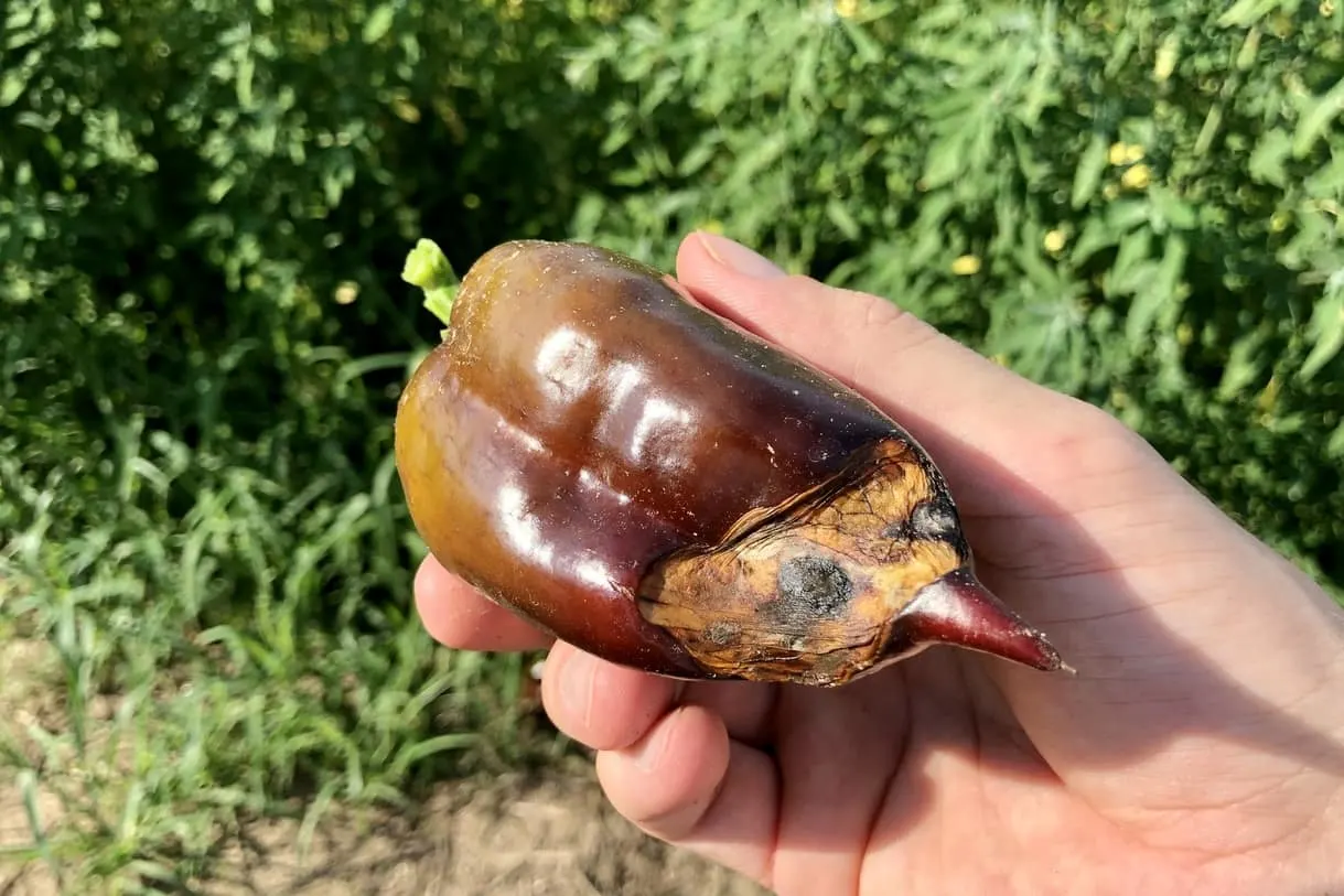 Blossom End Rot Pepper Pod