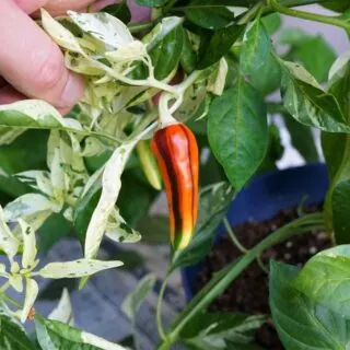 Fish Pepper