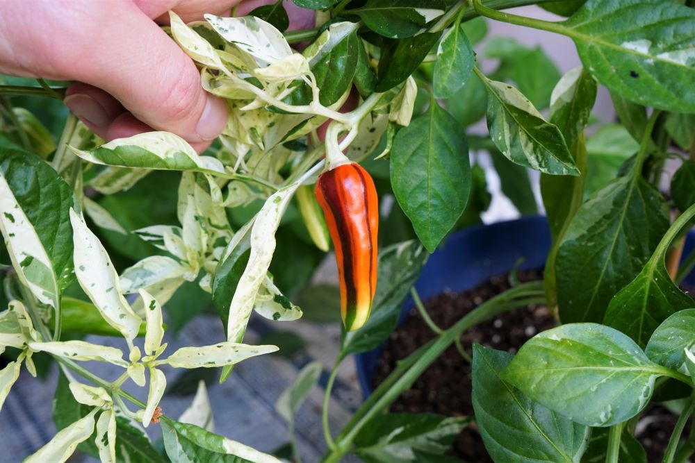 Ripening fish pepper on plant with red and green stripes.