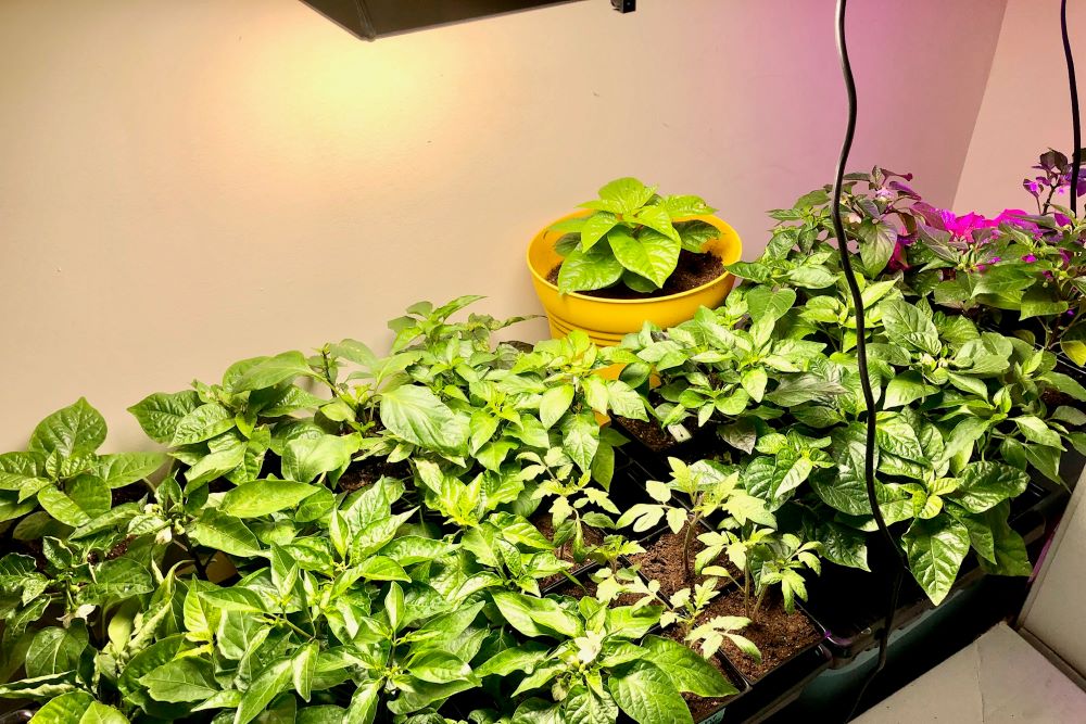 Pepper plants growing indoors under grow lights.