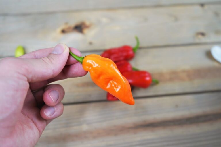 Habanada Peppers The NonSpicy Habanero Variety Pepper Geek