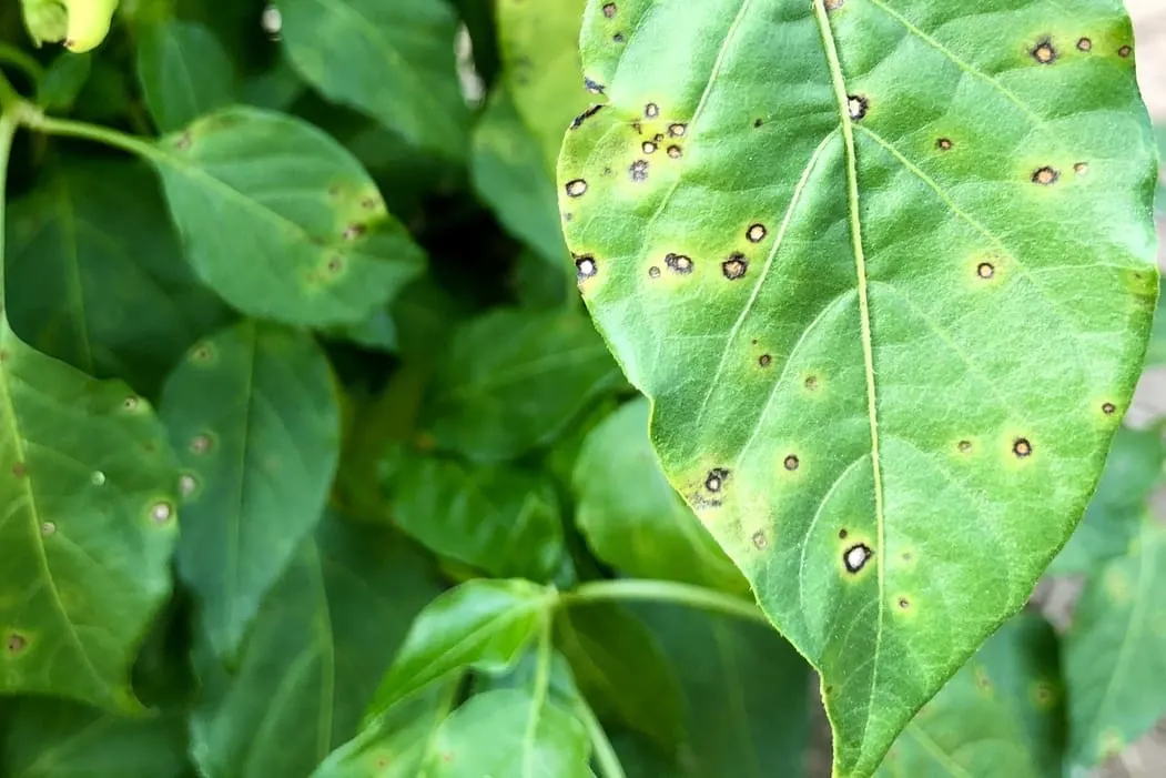 Garden Help: Problem spots? Put chilli thrips on suspect list