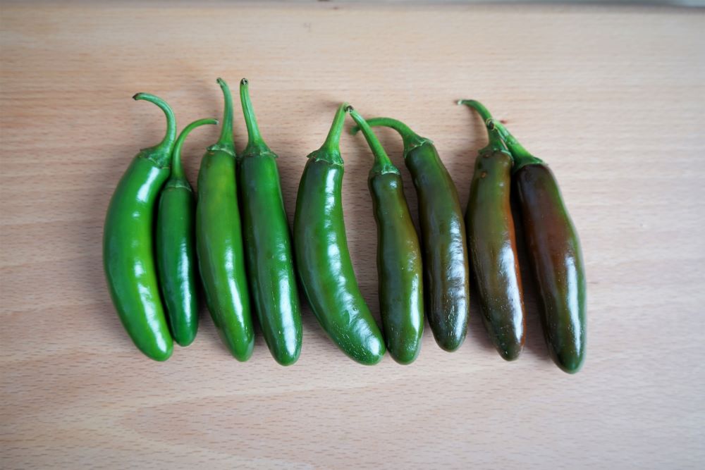 Green Serrano Peppers