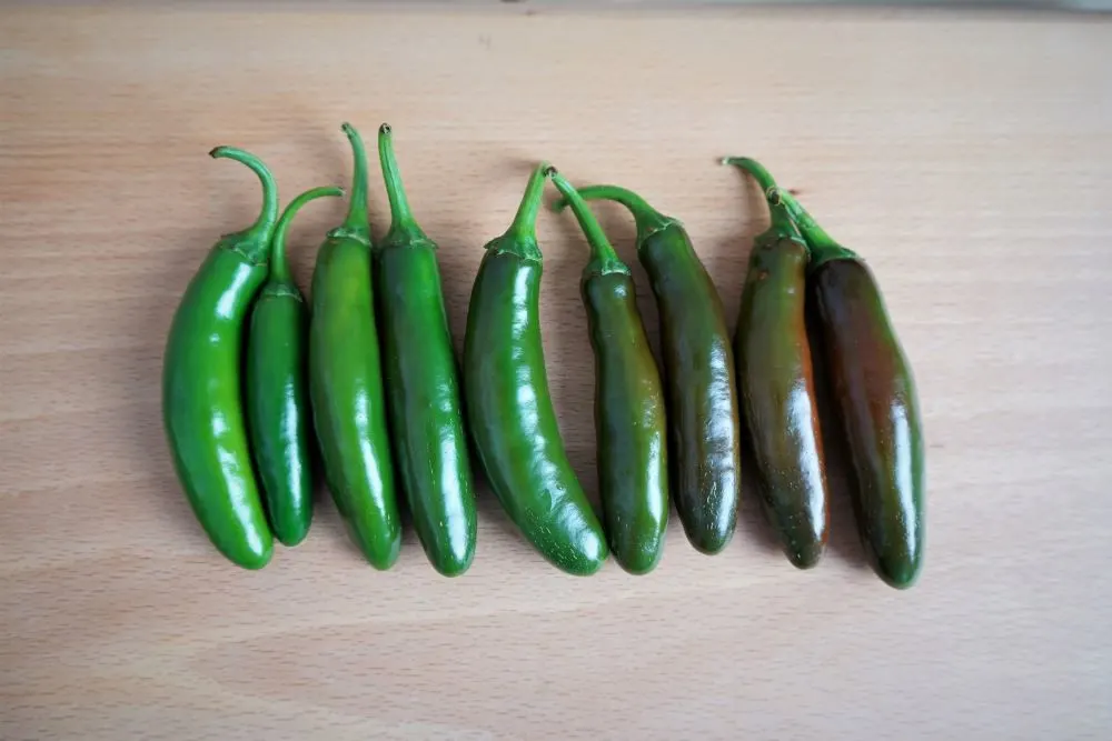 Hot Pepper, Jalapeno — Heirloom Vegetable and Flower Seeds of New England