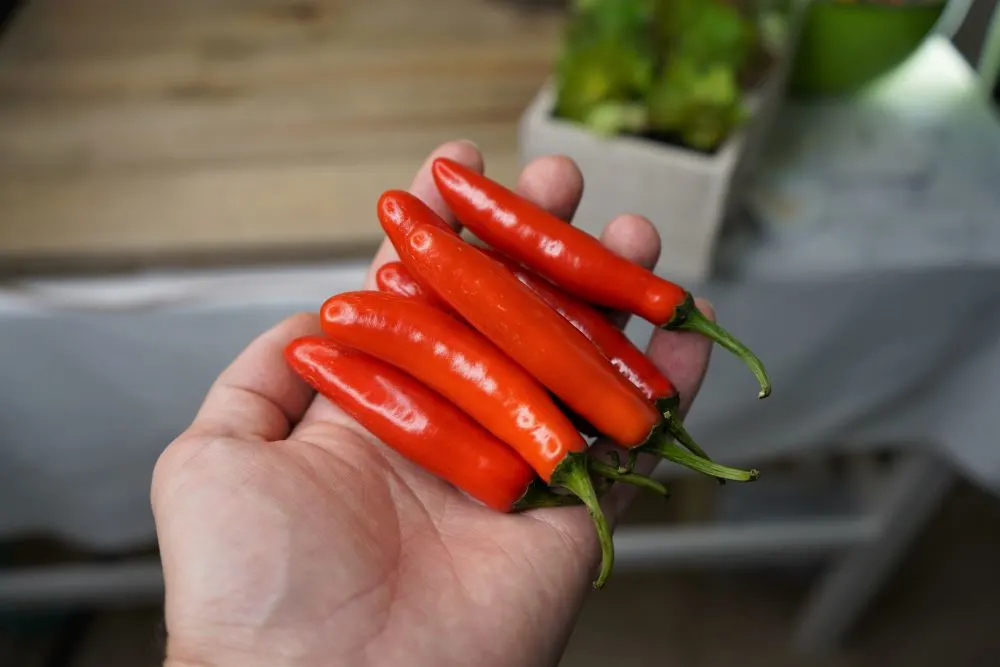 Red Serrano Peppers