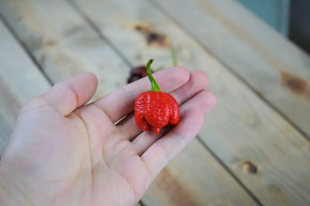 Red Trinidad Scorpion Moruga Pepper